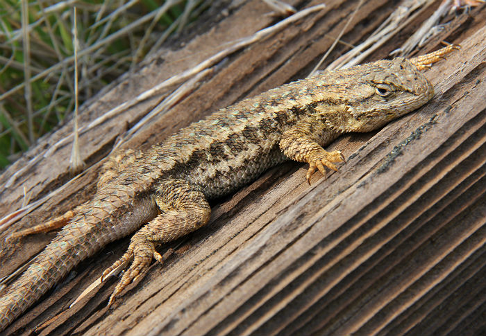 Western Fence Lizard